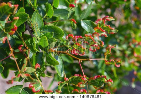 Pistacia atlantica or Persian turpentine tree. Beautiful and rich nature of the Crimea.