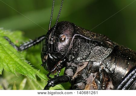 big-bellied cricket (Bradiphorus Dasiphus)