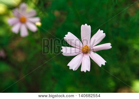 Mexican Aster pastel pink flower or Garden Cosmos, closeup outdoors at green background. Its Latin name is Cosmos Bipinnatus Radiance, native to Mexico. Popular annual plant cosmea.