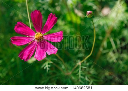 Mexican Aster bright pink flower or Garden Cosmos, closeup outdoors at green background. Its Latin name is Cosmos Bipinnatus Radiance, native to Mexico. Popular annual plant cosmea.