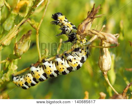 Rearing Up Yellow, Black and White Caterpillar on a Stem. Macro image.