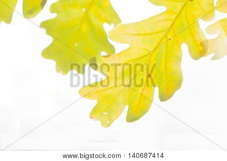 White oak quercus robur leaves in autumn yellow and brown coloured sun shining through
