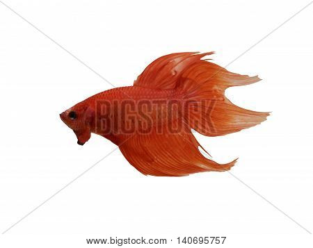 Red Fighting Fish species Thailand isolated on white background and have clipping paths.