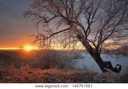 Winter landscape. A large tree with views of the dawn and the lake