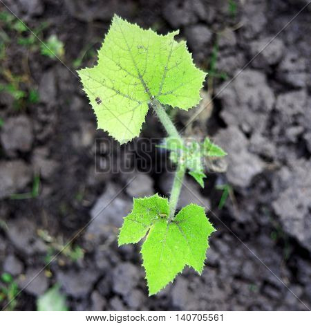 Cucumber Sprout on Soil Background. Top View, Macro Image.