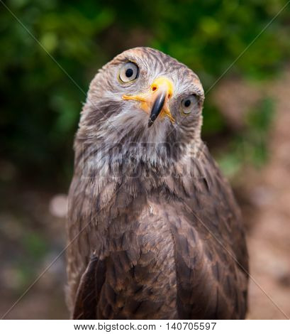 Hawk show yellow mouth and legs capture in thailand