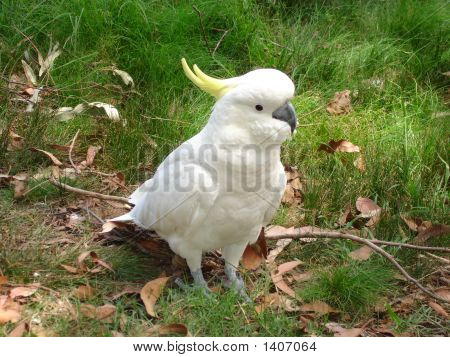 Cockatoo taking a rest on the ground