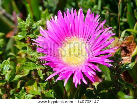 Pink Flowers (carpobrotus) Closeup.