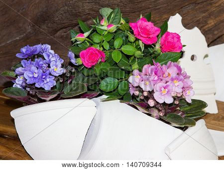 Roses And Viola Plants, Decoratet With Clay Shards.