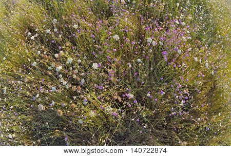 xeranthemum annuum flowers on field, close up