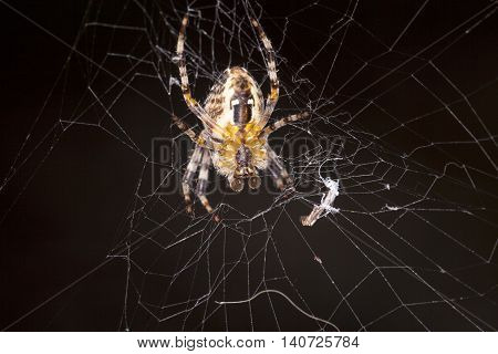 Large Spider On A Spiderweb