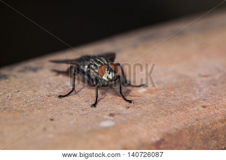 Fly Sitting On The Outside