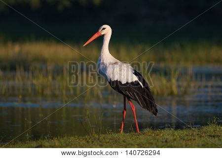Mature White stork Ciconia on the bog