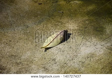 Dry leaf on floor concrete. sad mood.