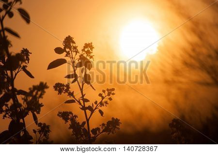THE RAYS OF THE SUN THROUGH the BRANCHES  at sunset