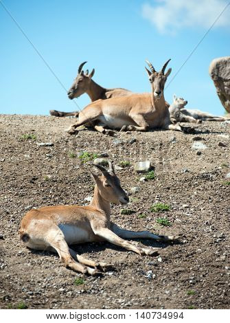 Bukhara urials resting on the rocks in national park.
