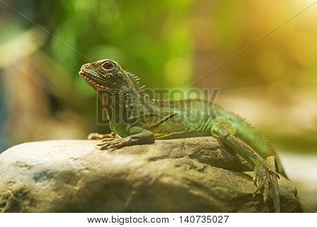 Portrait of Chinese water dragon. Physignathus cocincinus.