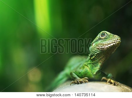 Portrait of Chinese water dragon. Physignathus cocincinus.
