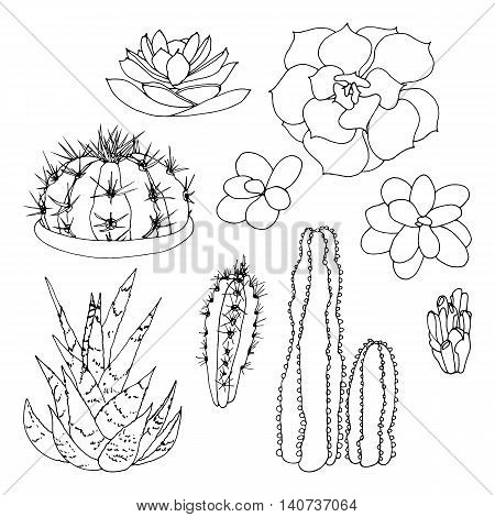 Set of a vector black and white hand drawn cactuses and succulents isolated on a white background. 