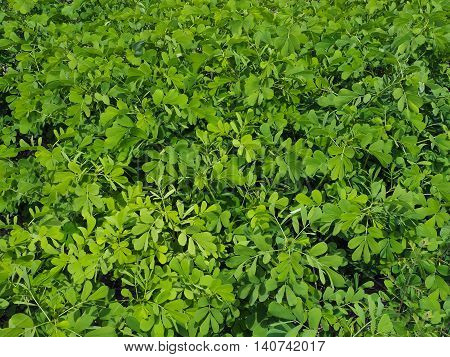 The green leave wall in the garden is so beautiful.