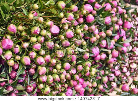 Heap of buttercup flowers at a flower market stall. Outdoor market with a stack of fresh pink flowers.