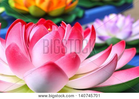 beautiful lotus flower of relaxation - lake plants