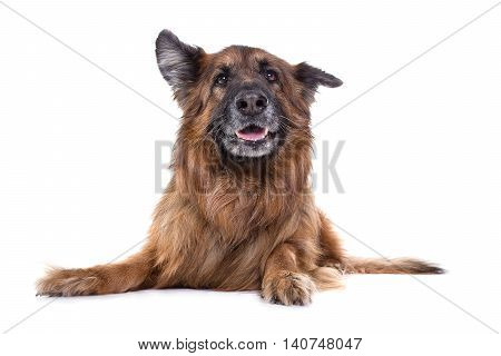 german sheperd in white studio watching the camera with funny expression.