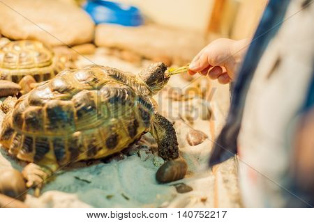 Tortoise Eating Leaves