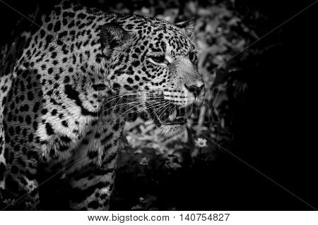 Closeup Leopard black and white on black color background