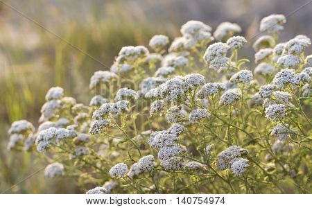 thickets of medicinal yarrow flowers in sunset sunlight