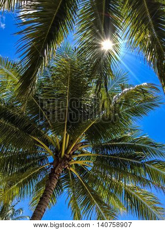 The sun shines through palm tree leaves