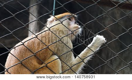 Monkey behind a gird in the zoo