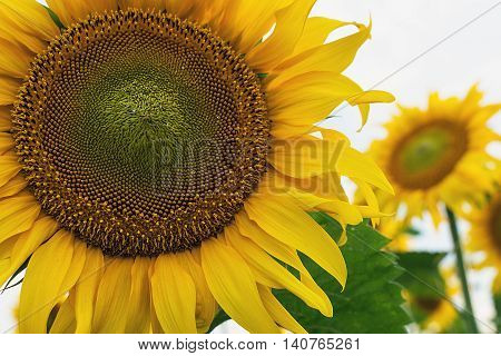 Beautiful yellow sunflowers blooming on the field. Close up.