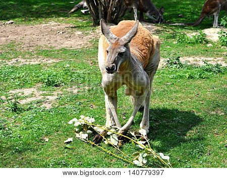 View of exotic animal - kangaroo in nature