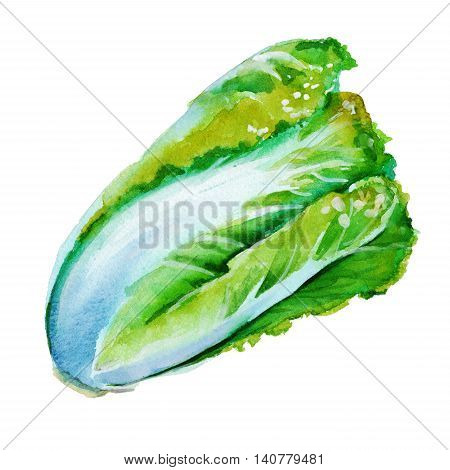Chinese cabbage. Pe-tsai. Isolated on white background. Watercolor illustration.