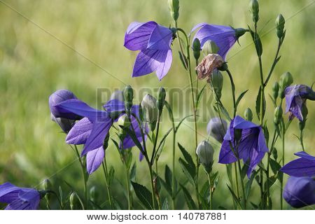 Wild carpathian bellflower Campanula carpatica in a garden meadow in summer