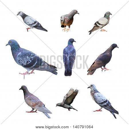Set of pigeons isolated over white background