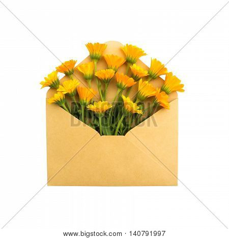 calendula in the envelope. isolated on white background. love letter. healing flowers.