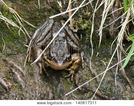 A Cascades Frog (Rana cascadae) on the bank of a stream