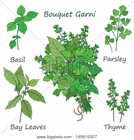 Bouquet garni of thyme bay leaves parsley and basil tied with a string. Bundle of flavoring green herbs isolated on white.