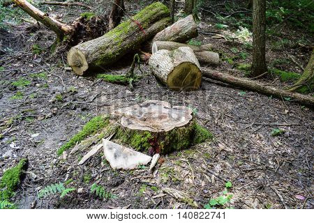 Logging in the Allegheny National Forest in Pennsylvania.