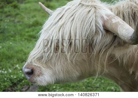 White haired highland cow not interested in the camera