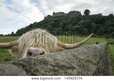 peek a boo with a highland cow near Stirling Castle