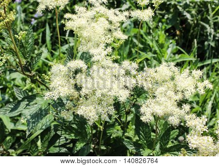 Medicinal plant Meadowsweet is used in folk medicine