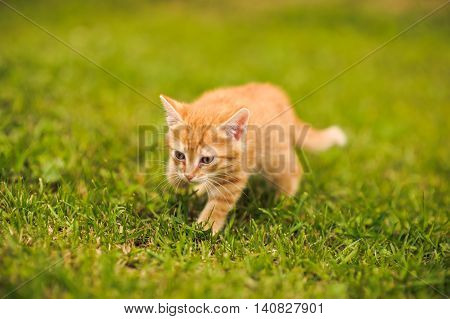 Red Cat On Green Grass