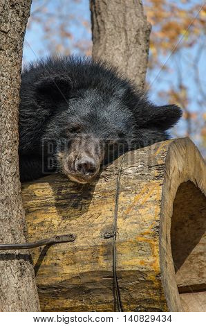 Bear sleeping on a tree in a safari park