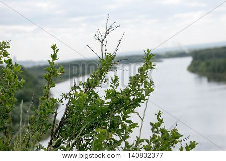 Bush on the rocks with river on the background.