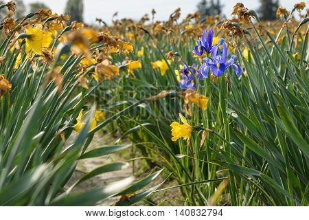Three iris bulbs blooming in a field of spent daffodils