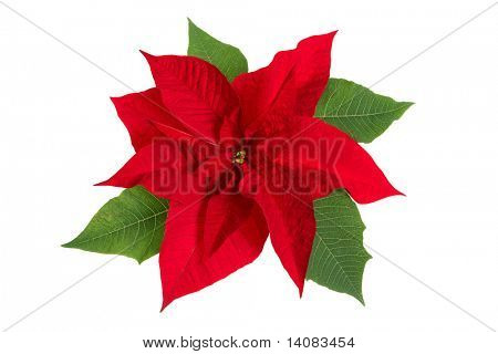 Poinsettia blomst