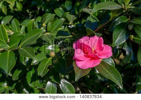 Camellia sasanqua at house with Japanese garden
